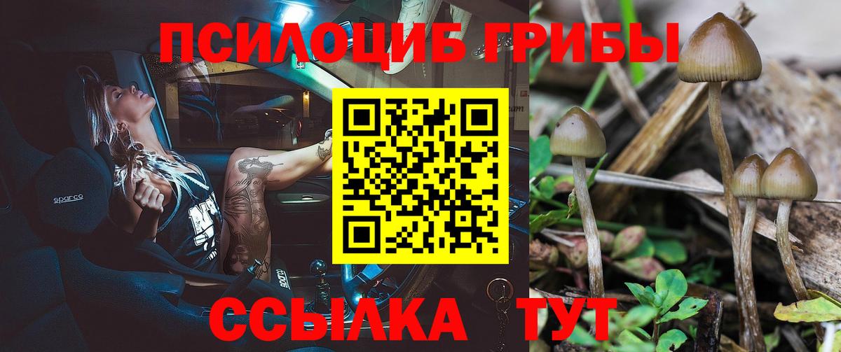 Псилоцибиновые грибы Psilocybe Моздок